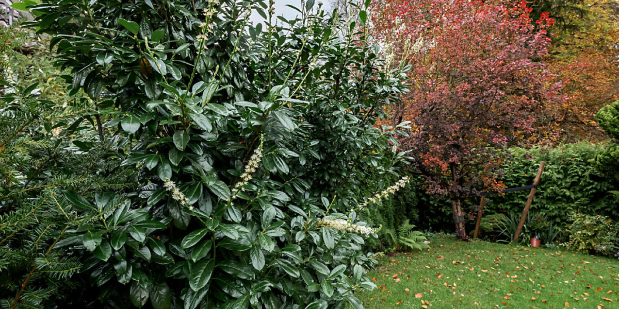 Naturgarten anlegen – Ein Stück Natur für Zuhause